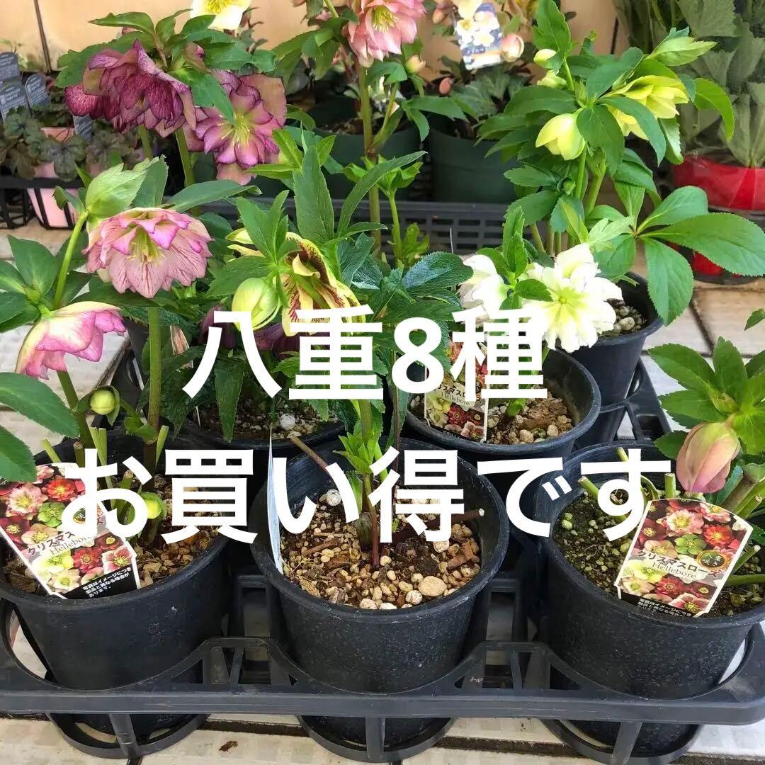 新春大特価 クリスマスローズ 八重 8種セット 豊園芸 花付き現品発送レア品種
