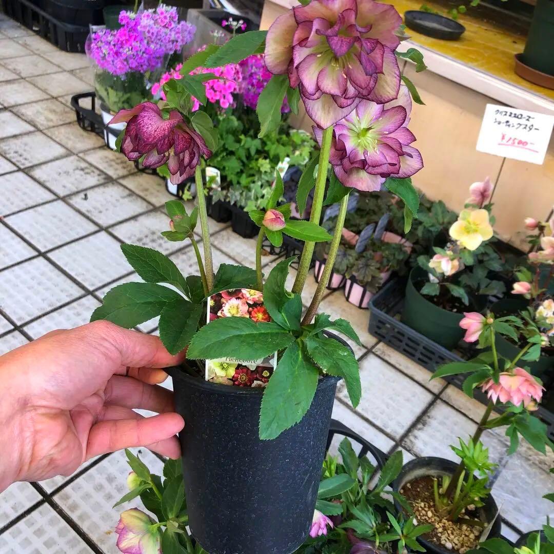 新春大特価 クリスマスローズ 八重 8種セット 豊園芸 花付き現品発送レア品種