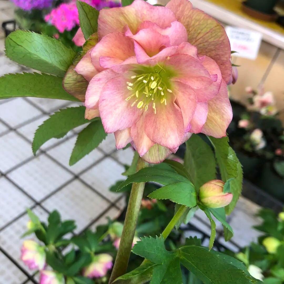 新春大特価 クリスマスローズ 八重 8種セット 豊園芸 花付き現品発送レア品種