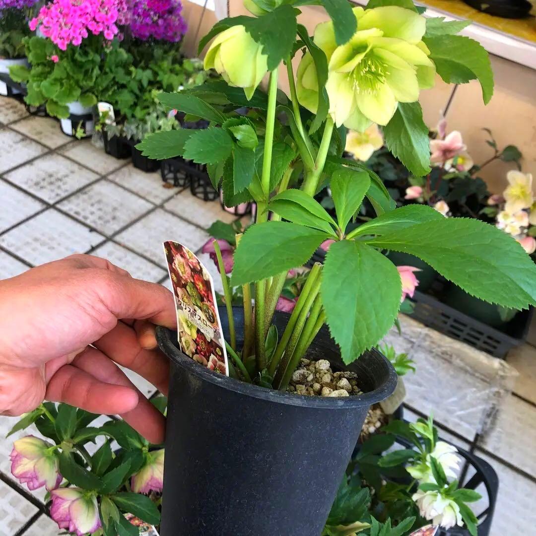 新春大特価 クリスマスローズ 八重 8種セット 豊園芸 花付き現品発送レア品種