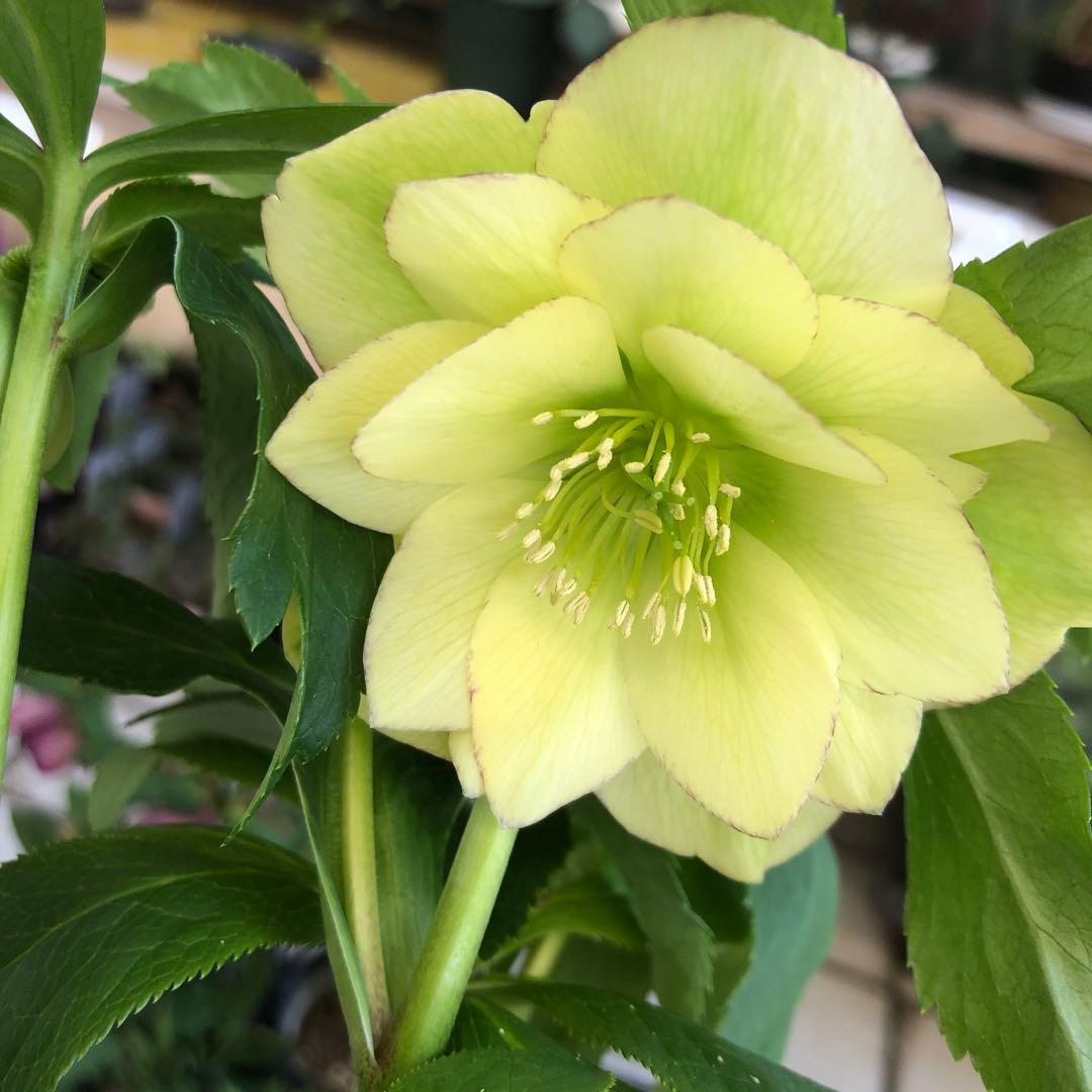 新春大特価 クリスマスローズ 八重 8種セット 豊園芸 花付き現品発送レア品種