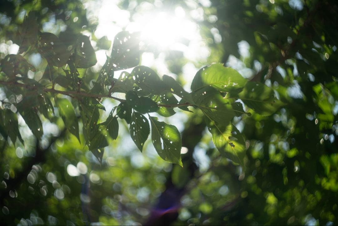 分解清掃済 ゼブラ Helios-44-2 58mm f2 ぐるぐるボケ 011