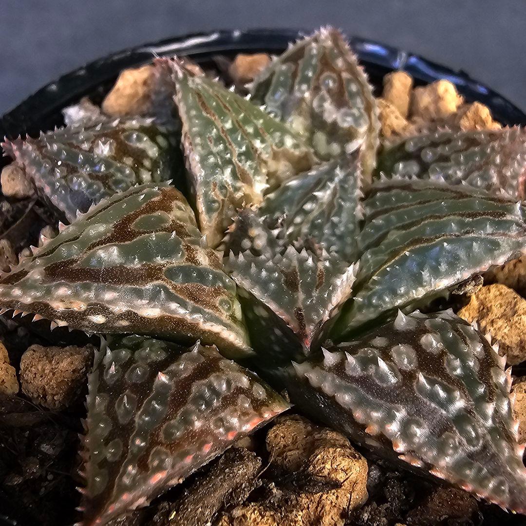 多肉植物 ハオルチア LALK×闇の森兄弟