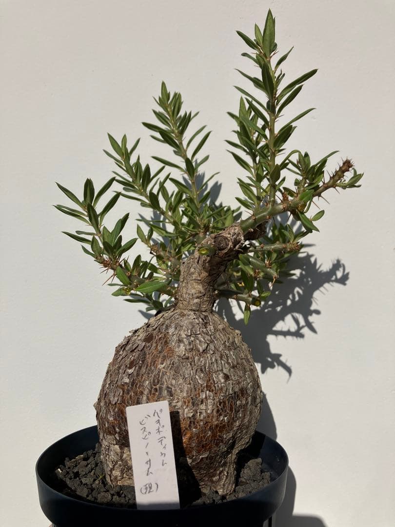 パキポディウム ・ビスピノーサム　現地球　鉢付　検グラキリス　パキプス　ホリダス