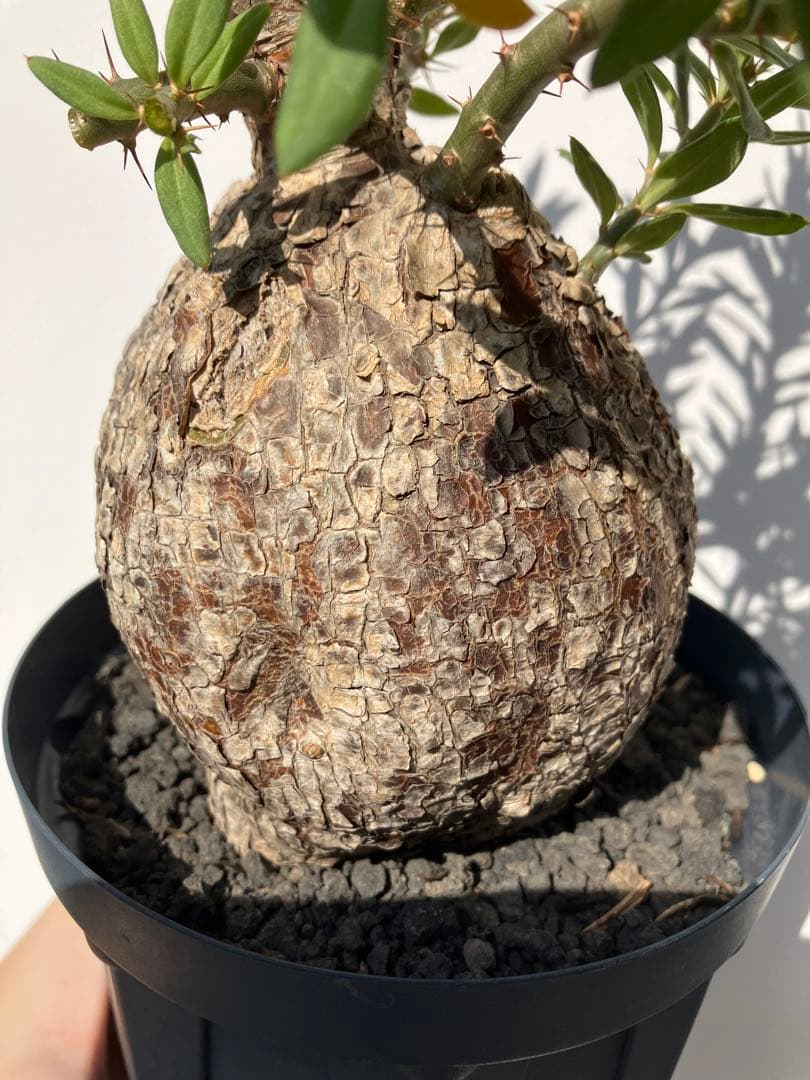 パキポディウム ・ビスピノーサム　現地球　鉢付　検グラキリス　パキプス　ホリダス