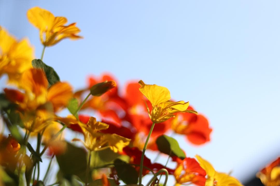 Canon EOS 80D 箱付 その他付属品あり