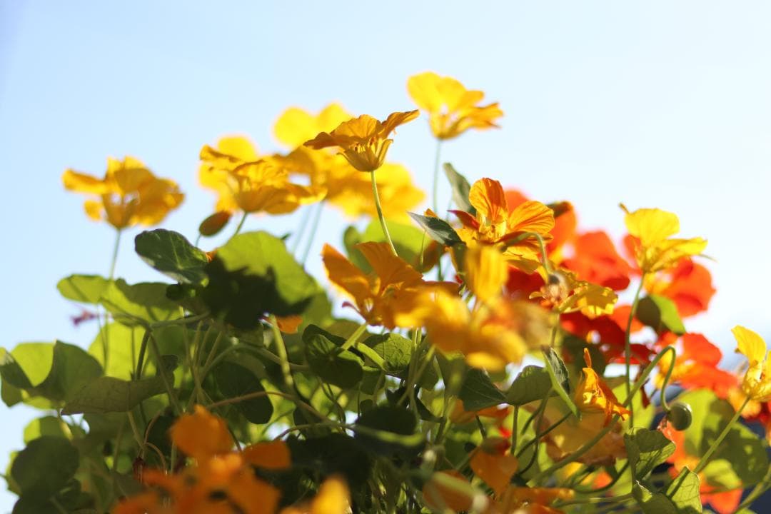 Canon EOS 80D 箱付 その他付属品あり