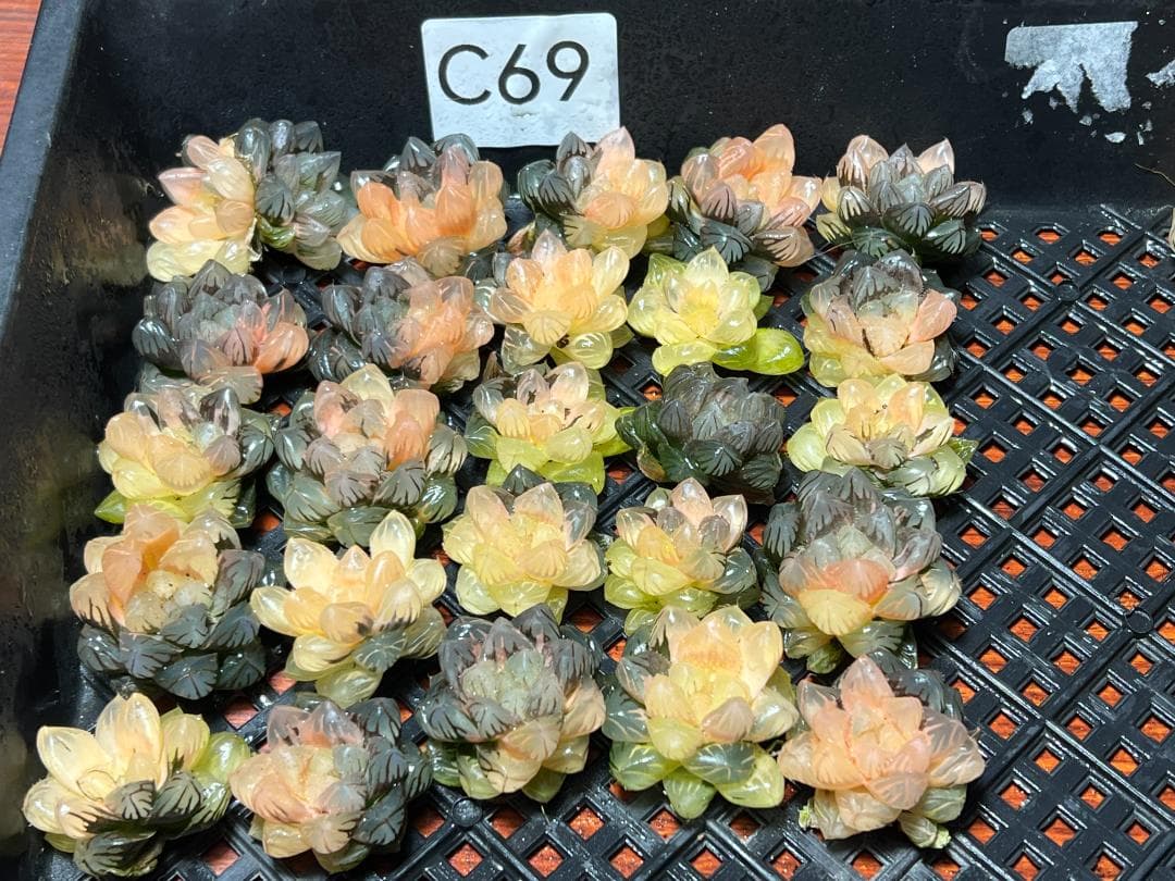 エ*カ様 9 多肉植物 ハオルチア　オブツーサ錦 水中月錦 糊斑 鮮明錦 25株