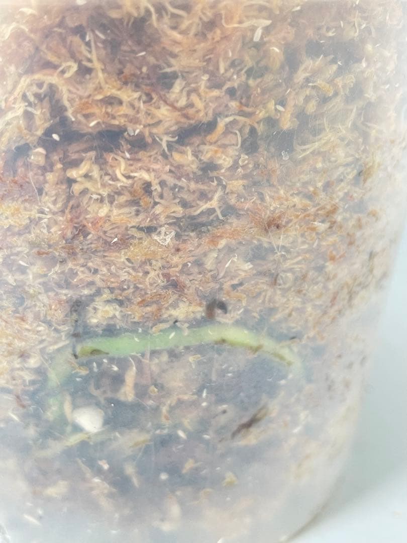 モンステラ デビルモンスター ② MONSTERA DEVIL MONSTER