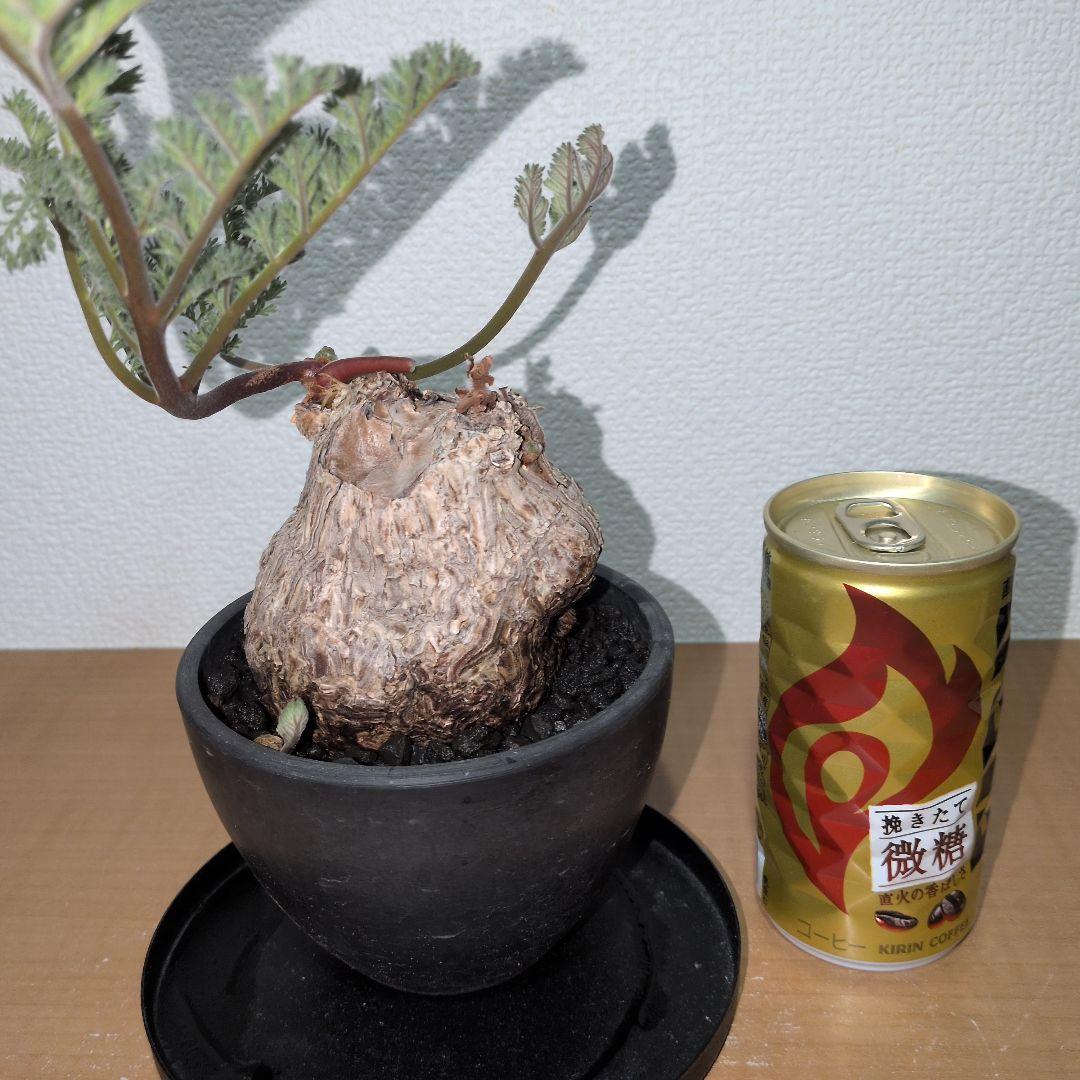 ペラルゴニウム　トリステ　良型タイプ 現地球　発根株（鉢付き)