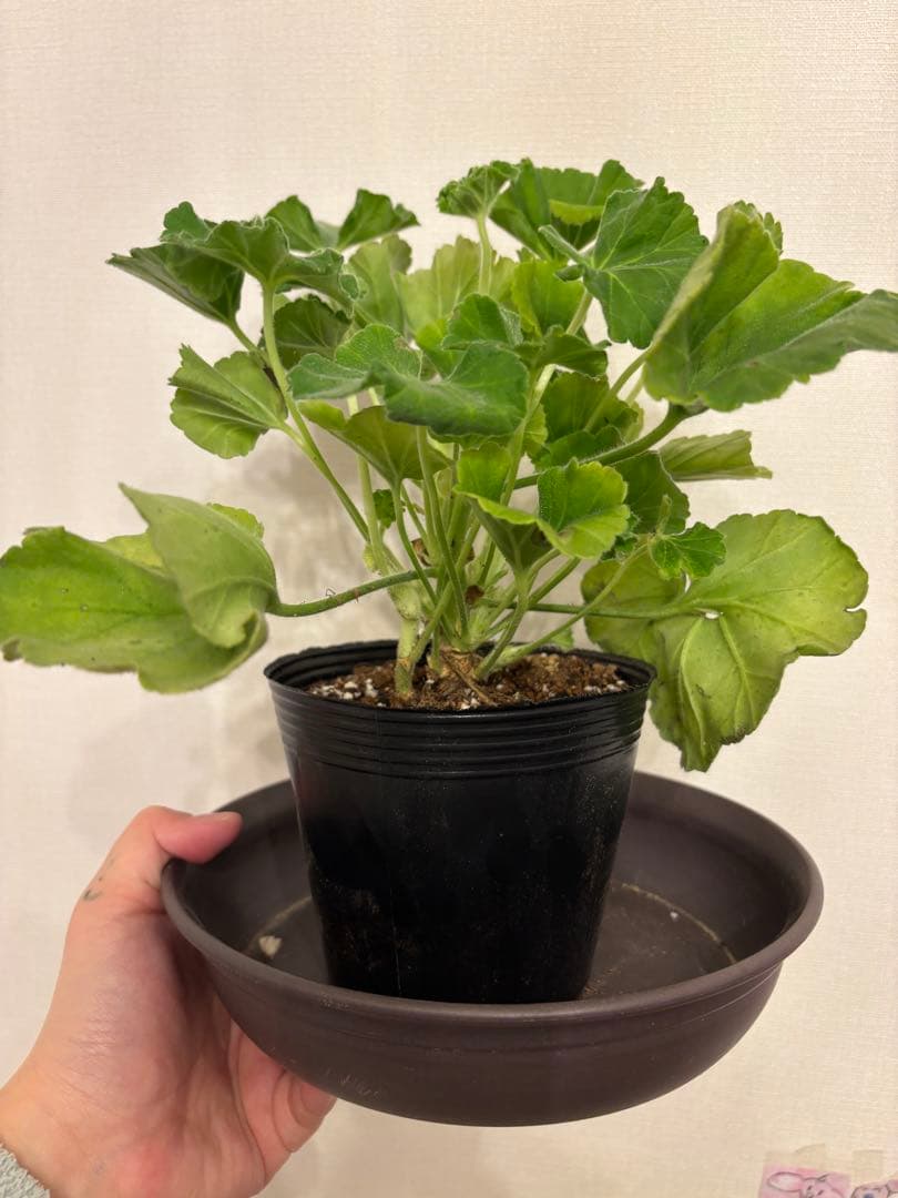 Ronリンク　SA001とXX01