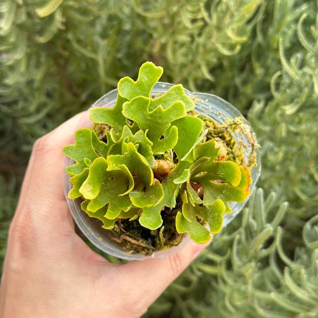 chococoffee 2点セット