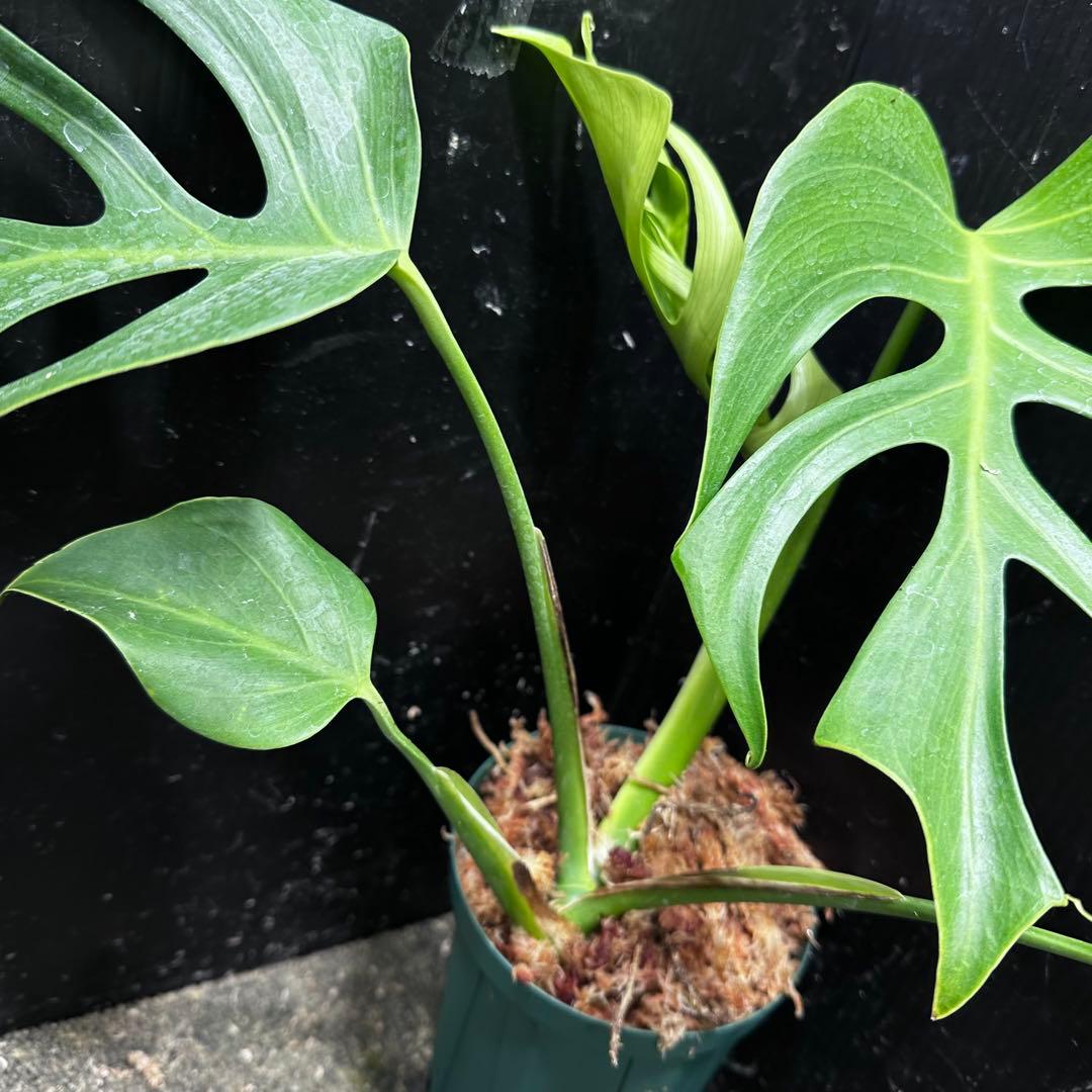 k*o様 モンステラデリシオーサシエラナオアハカ増殖株大株美葉個体レア