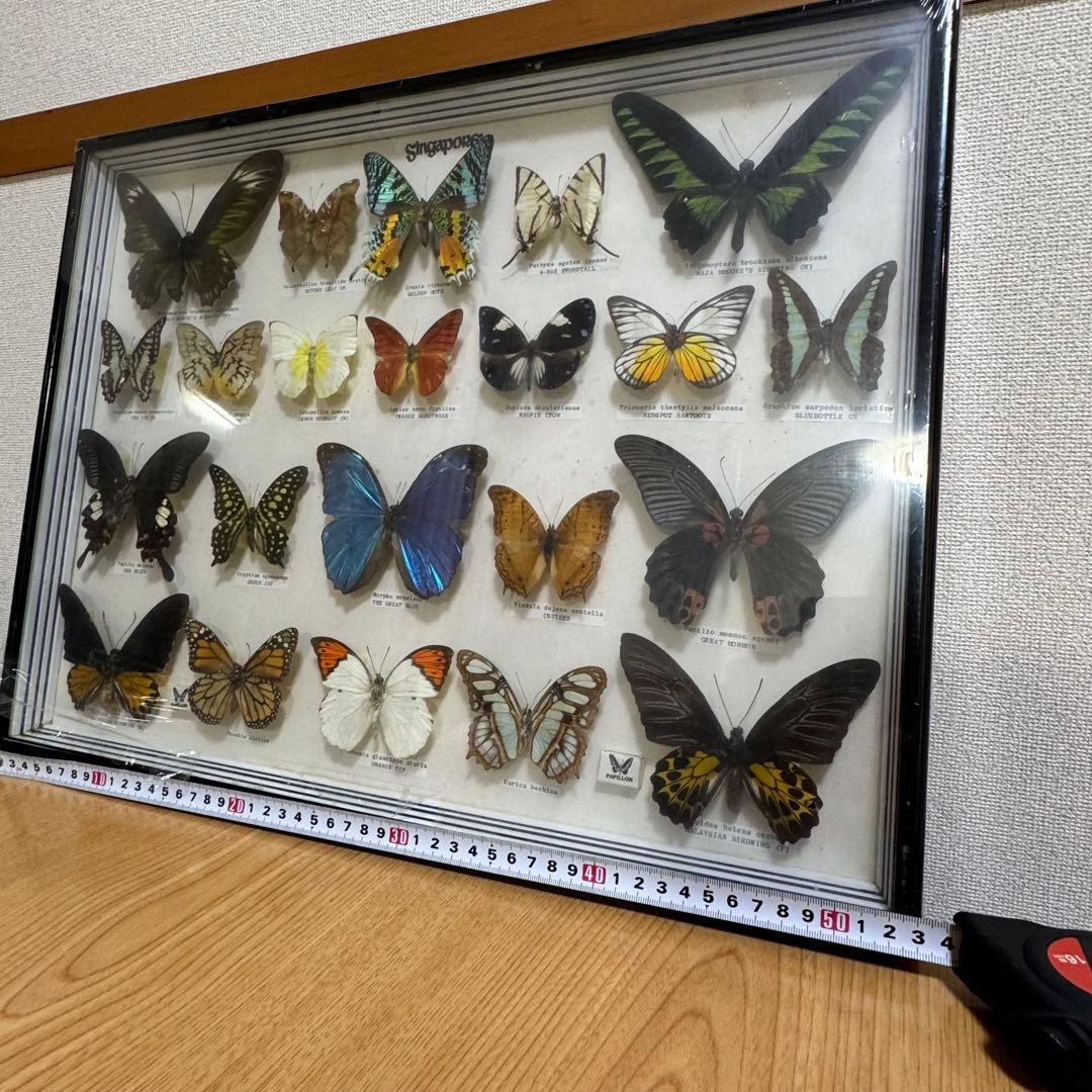 蝶 標本 額入り 22種　モルフォ　等　昆虫標本 蝶標本 まとめ売り