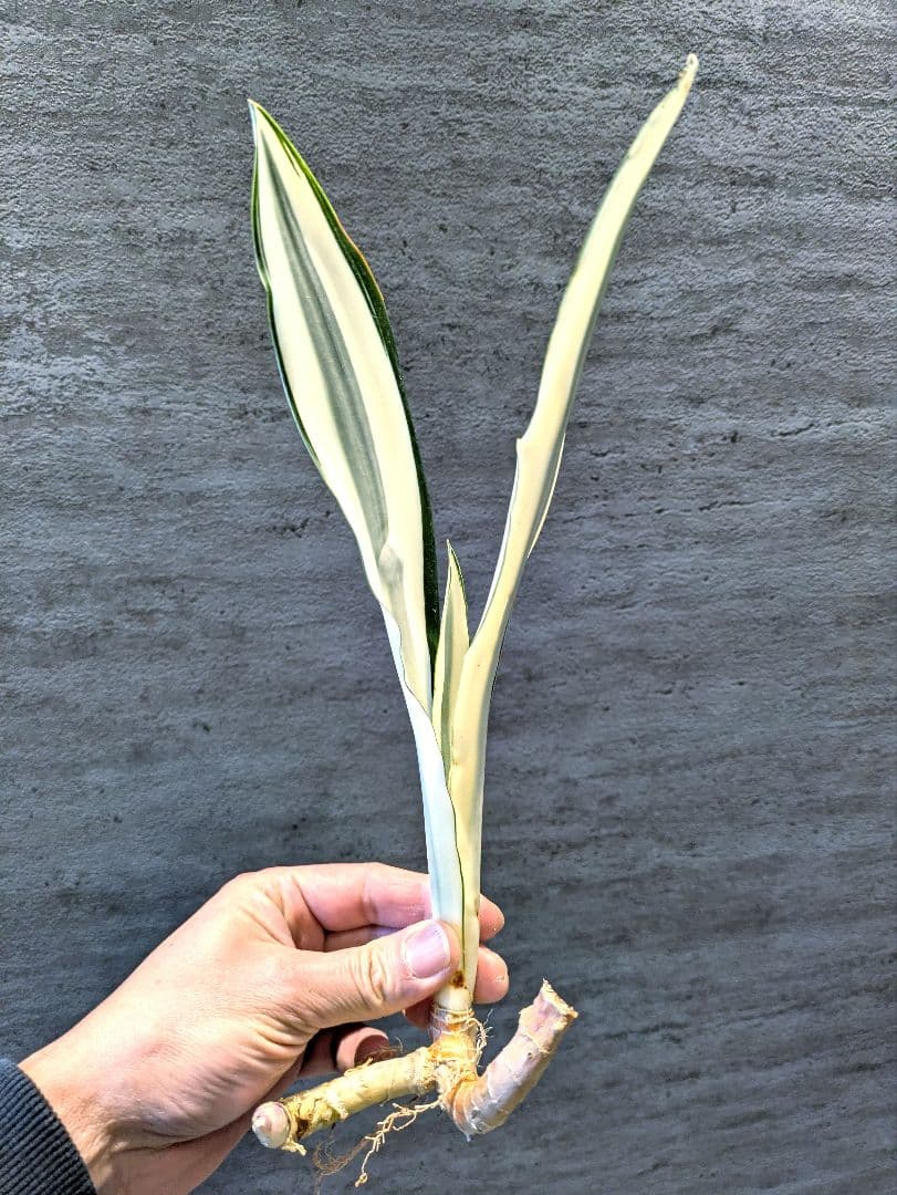 祥製作　ビューティークイーン　子株付き　ロリダ　サボテン　アガベ