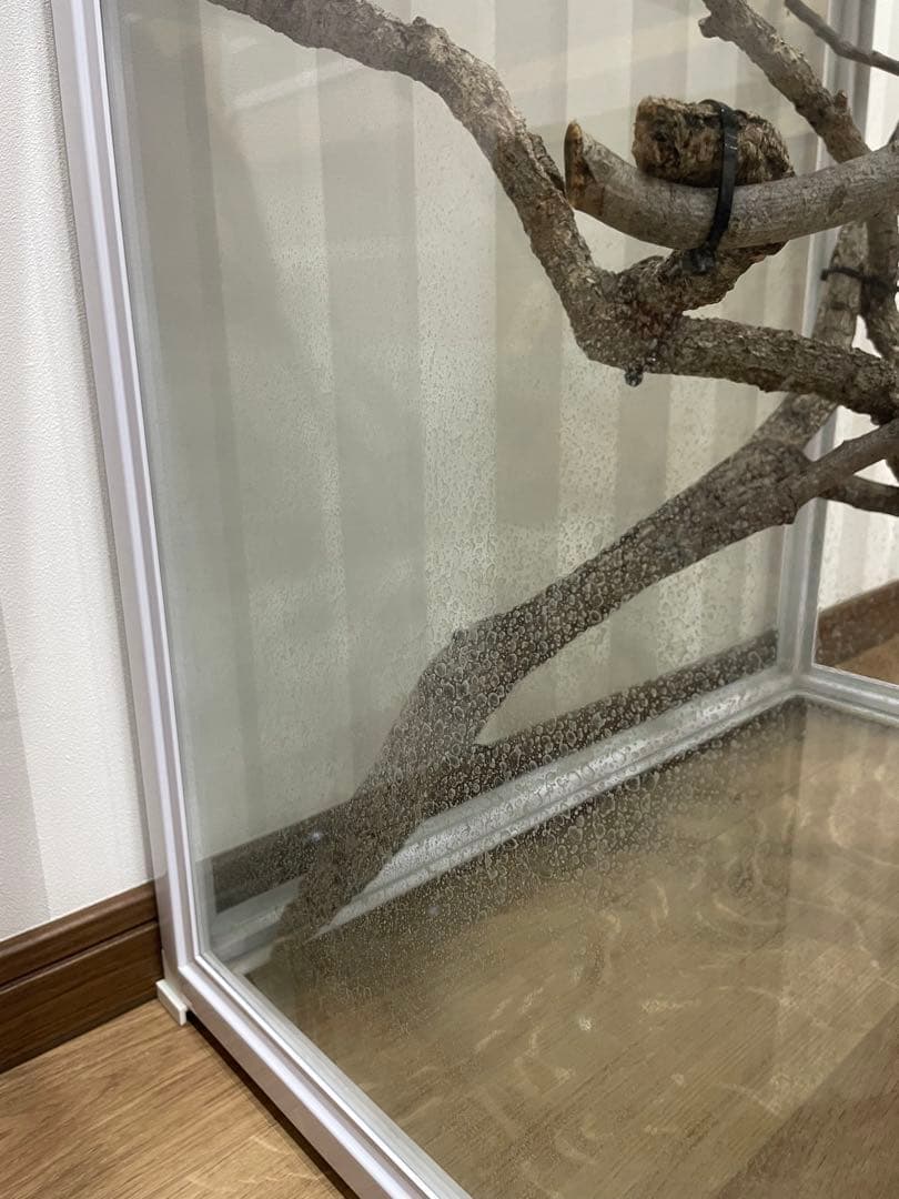 カメレオン　爬虫類　飼育ケージ　ガラスケージ