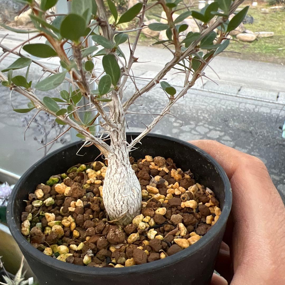 フォークイエリア　コルムナリス（実生）