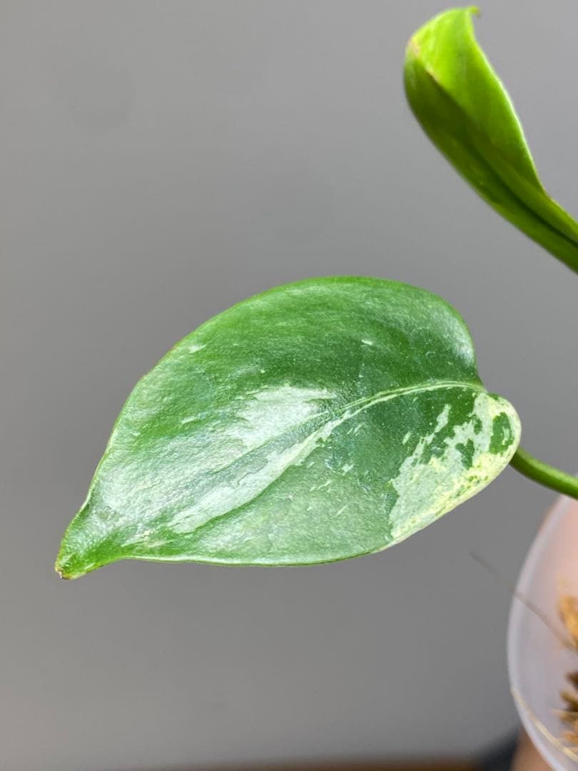 【セール‼️】モンステラ　デリシオーサ　バルバソー　フシギダネ/ ベトシオーサ