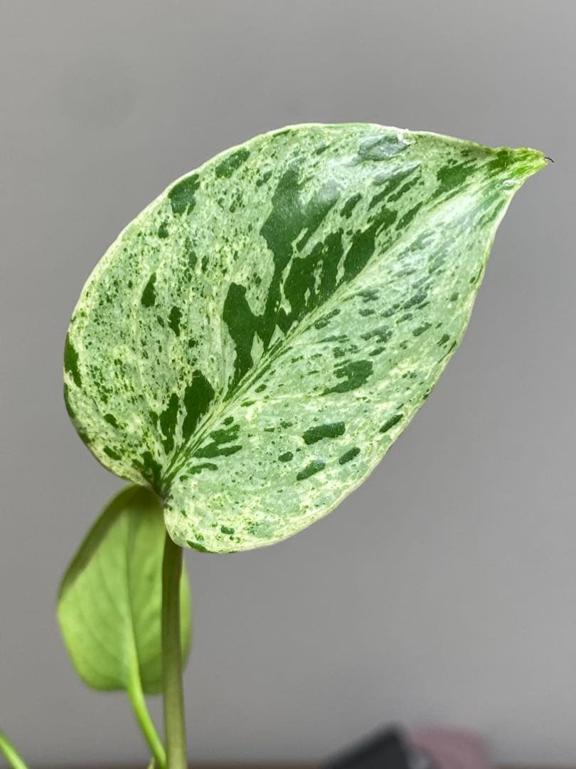 【セール‼️】モンステラ　デリシオーサ　バルバソー　フシギダネ/ ベトシオーサ