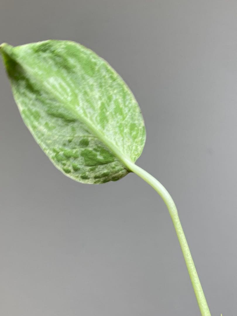 【セール‼️】モンステラ　デリシオーサ　バルバソー　フシギダネ/ ベトシオーサ