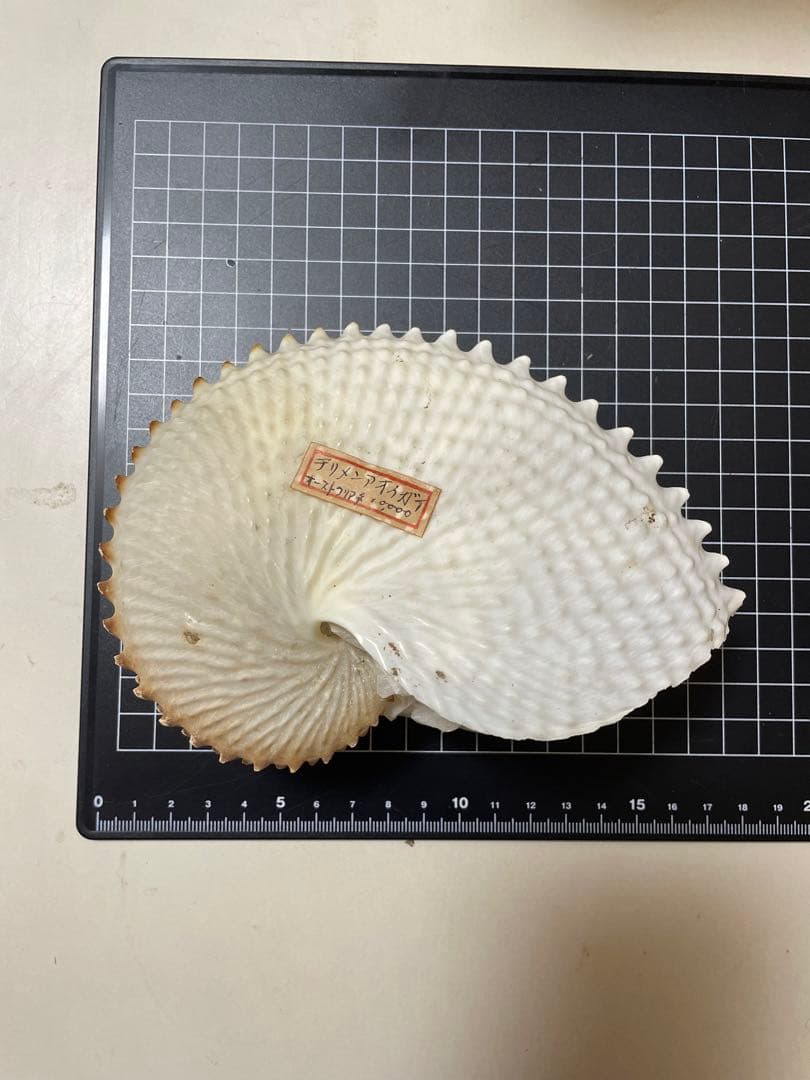 貝殻　標本　チリメンアオイガイ