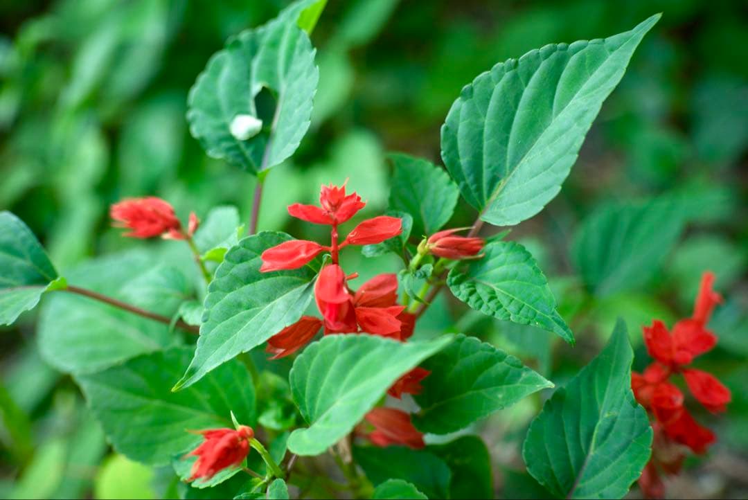 @フジ　FUJINON 45mm f1.9 銘レンズ　和製ズミクロン⁉️