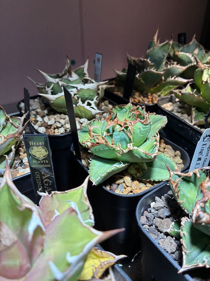 f m産専用ページ