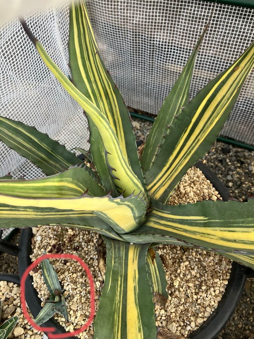 アガベ　スカブラ縞斑　赤丸販売 親株非売　ラスト2枚兄弟です非売