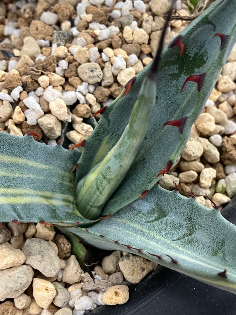 アガベ　スカブラ縞斑　赤丸販売 親株非売　ラスト2枚兄弟です非売
