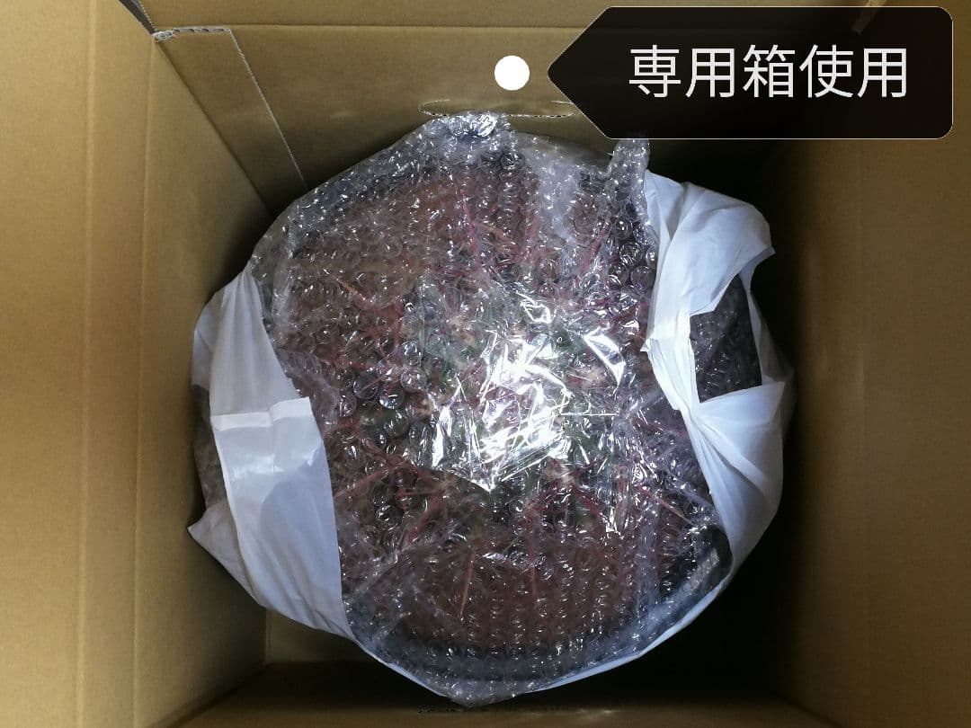 フェロカクタス 赤鳳 セキホウ 8号 ロックガーデン 観葉植物 超美品 サボテン