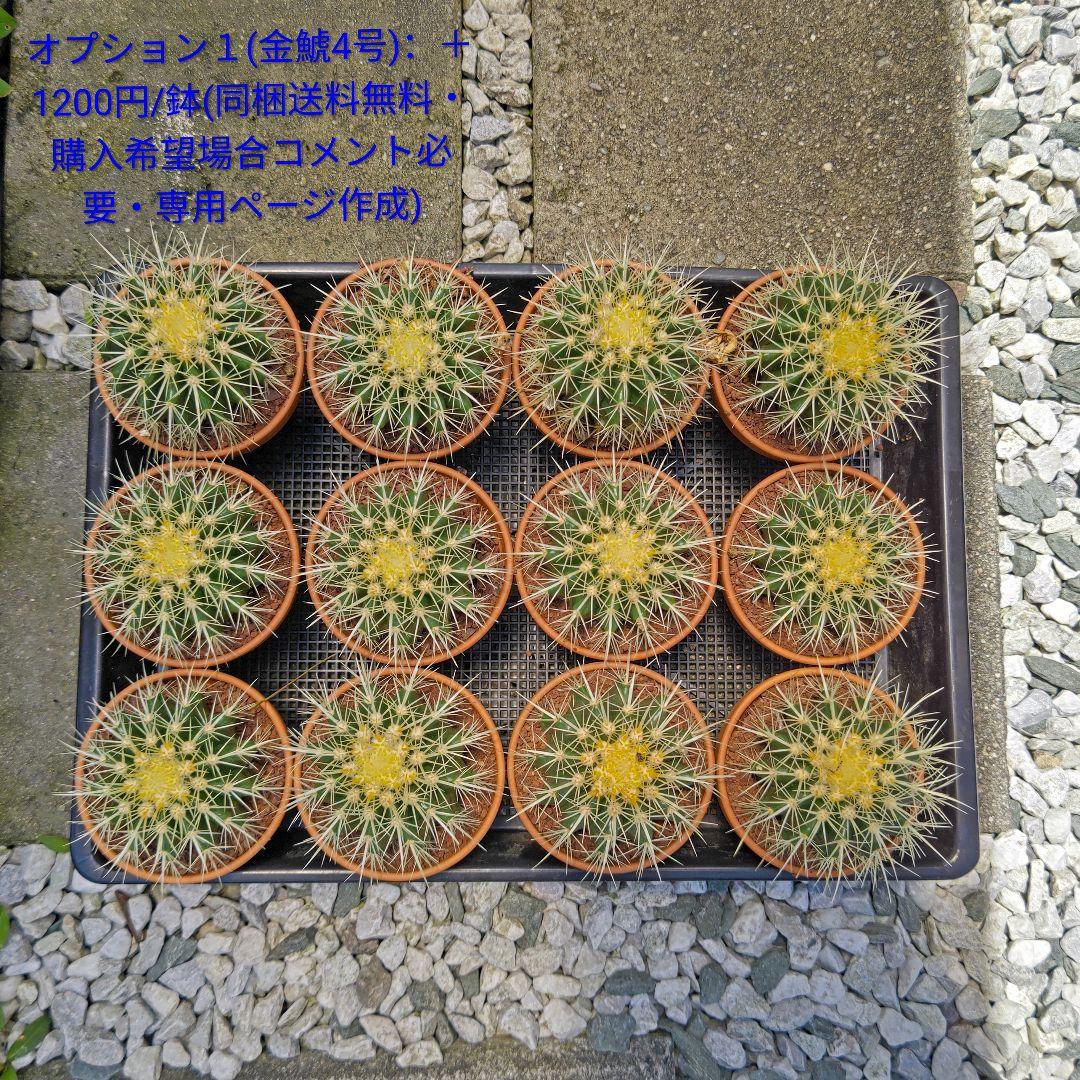 フェロカクタス 赤鳳 セキホウ 8号 ロックガーデン 観葉植物 超美品 サボテン