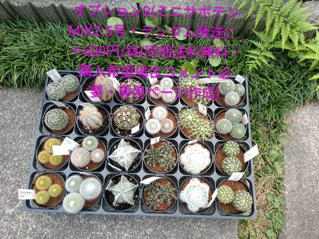 フェロカクタス 赤鳳 セキホウ 8号 ロックガーデン 観葉植物 超美品 サボテン