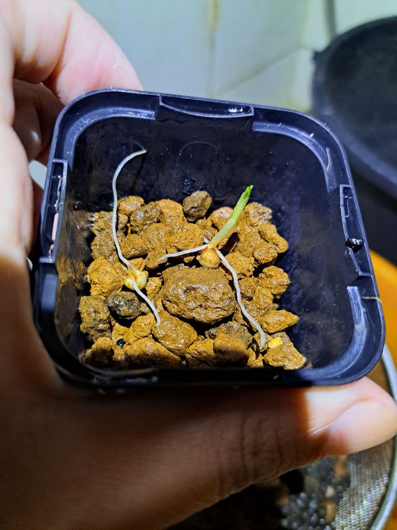 t*o様 山野草　オオアマミテンナンショウ　実生　１球