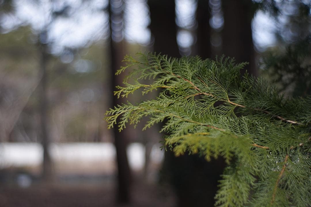 超希少 Nikkor H C 5cm F/2 沈胴式 初期シリアルL39レンズ