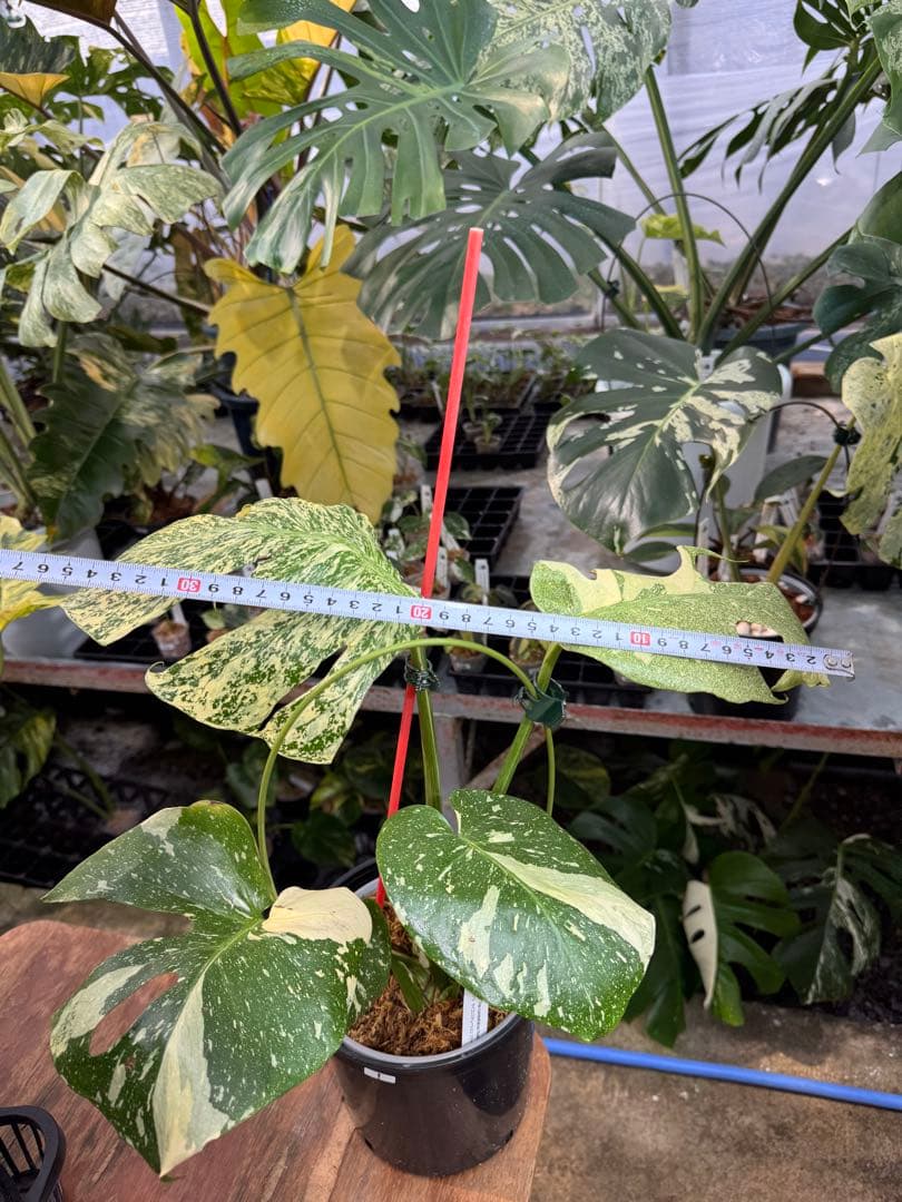 あ*け様 1モンステラ　タイコンステレーション　スターライト