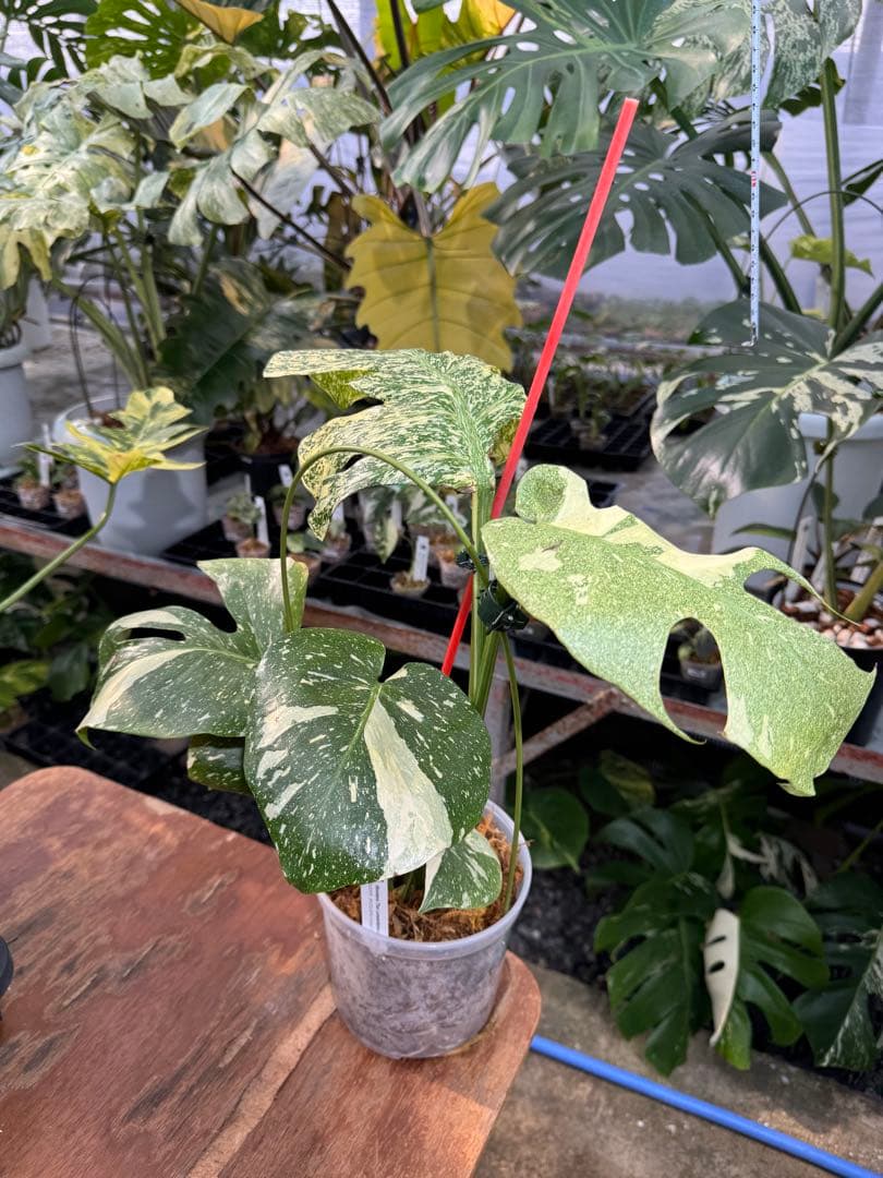 あ*け様 1モンステラ　タイコンステレーション　スターライト