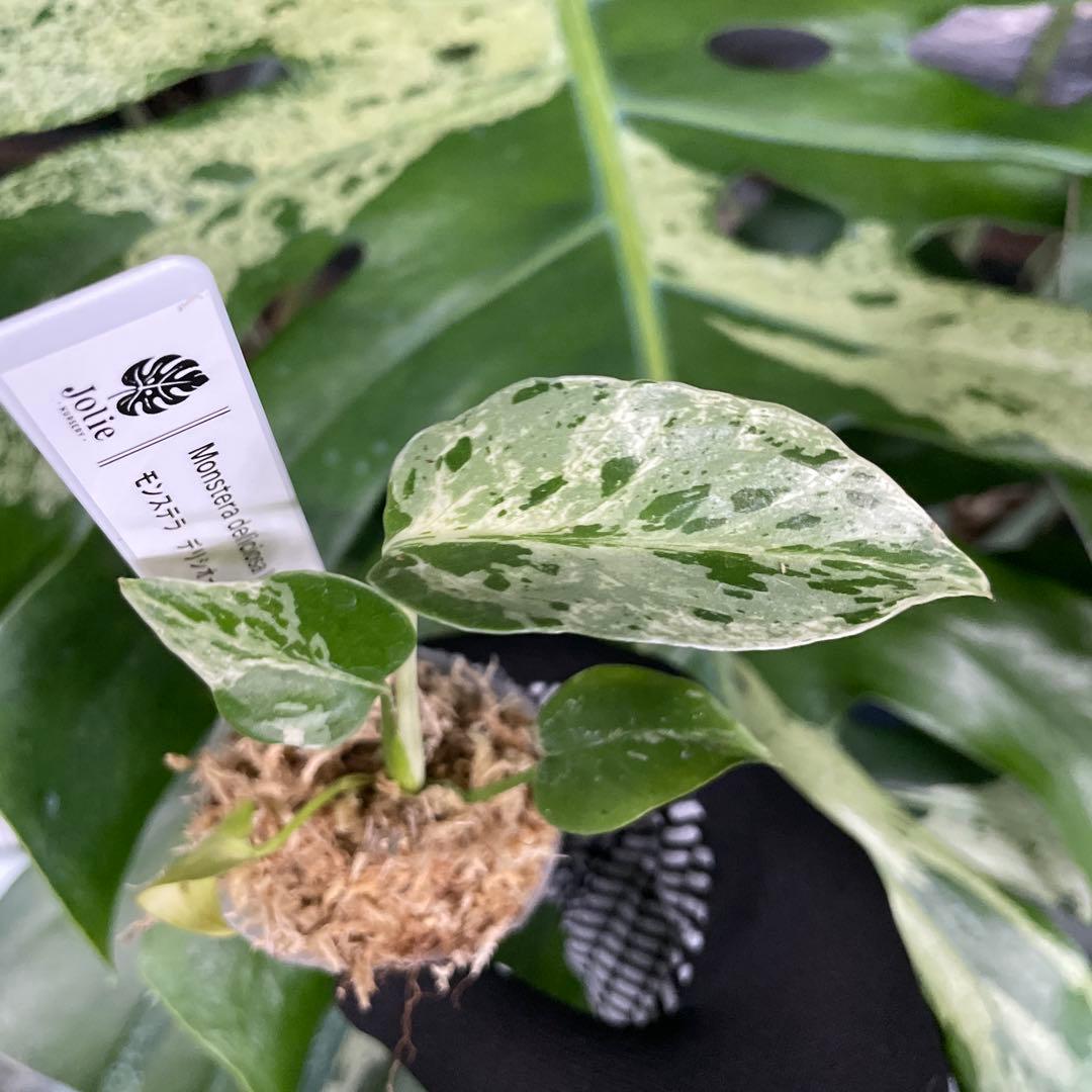 MB8モンステラ　デリシオーサ　ベトシオーサ　2寸ポリポット　ネコポス発送