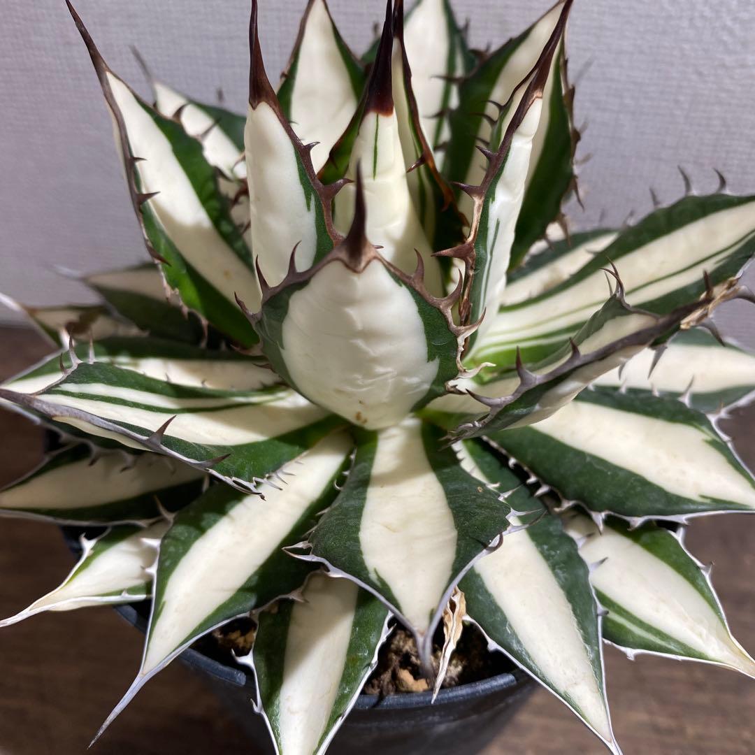 アガベ　ホリダ白中斑入　極上ラスト