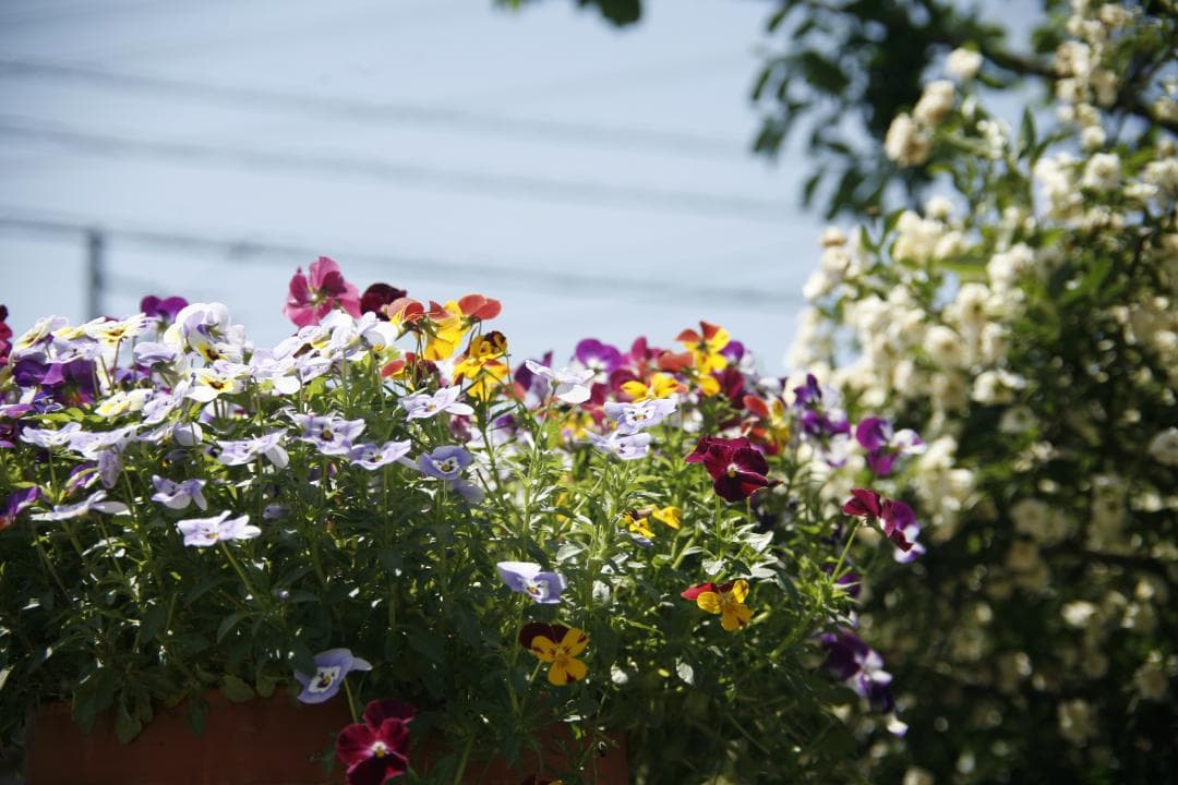 CANON 旧 FD 50mm f1.4 S.S.C.　 L92