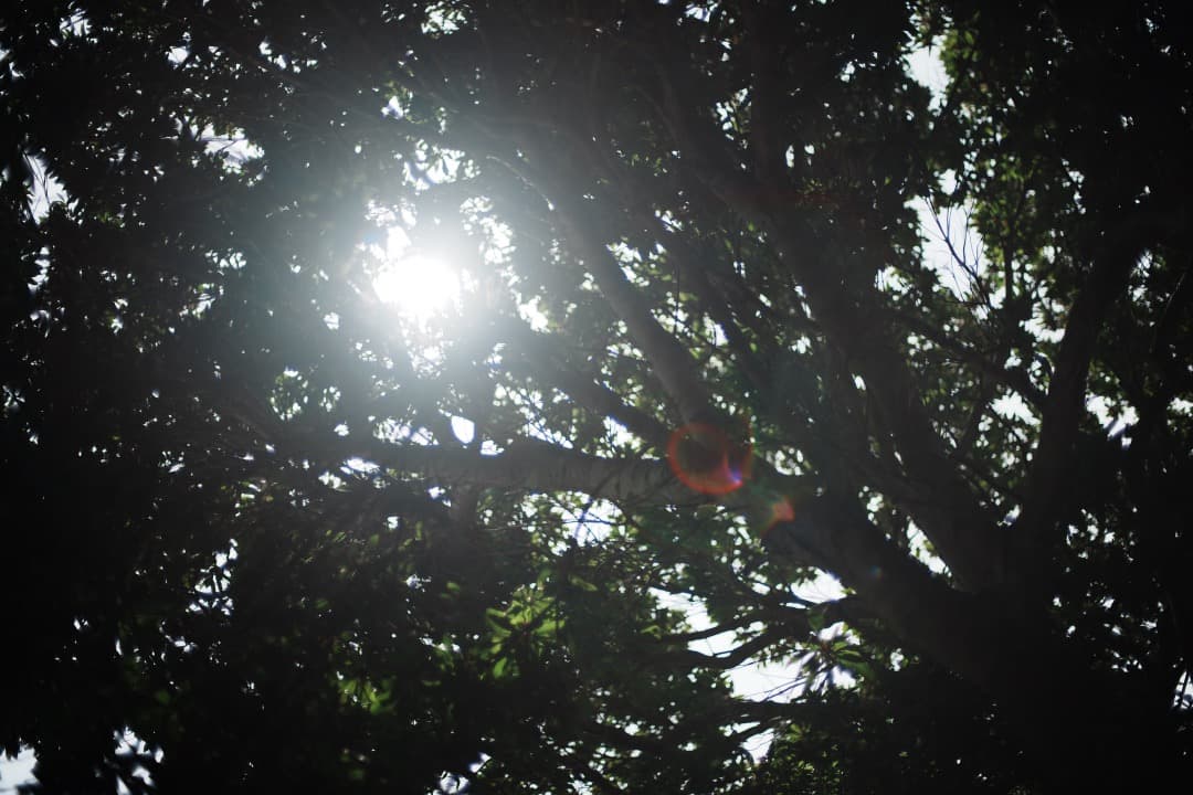 【極美品】動作◎ ニコン　Ai Nikkor 50mm F1.4 727