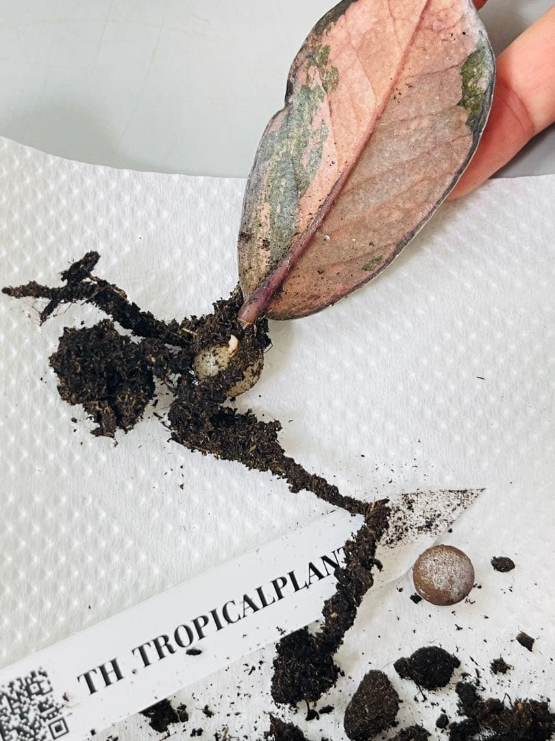 ザミオクルカス ブラック ピンクバリエガータ斑入りZZ plant 12