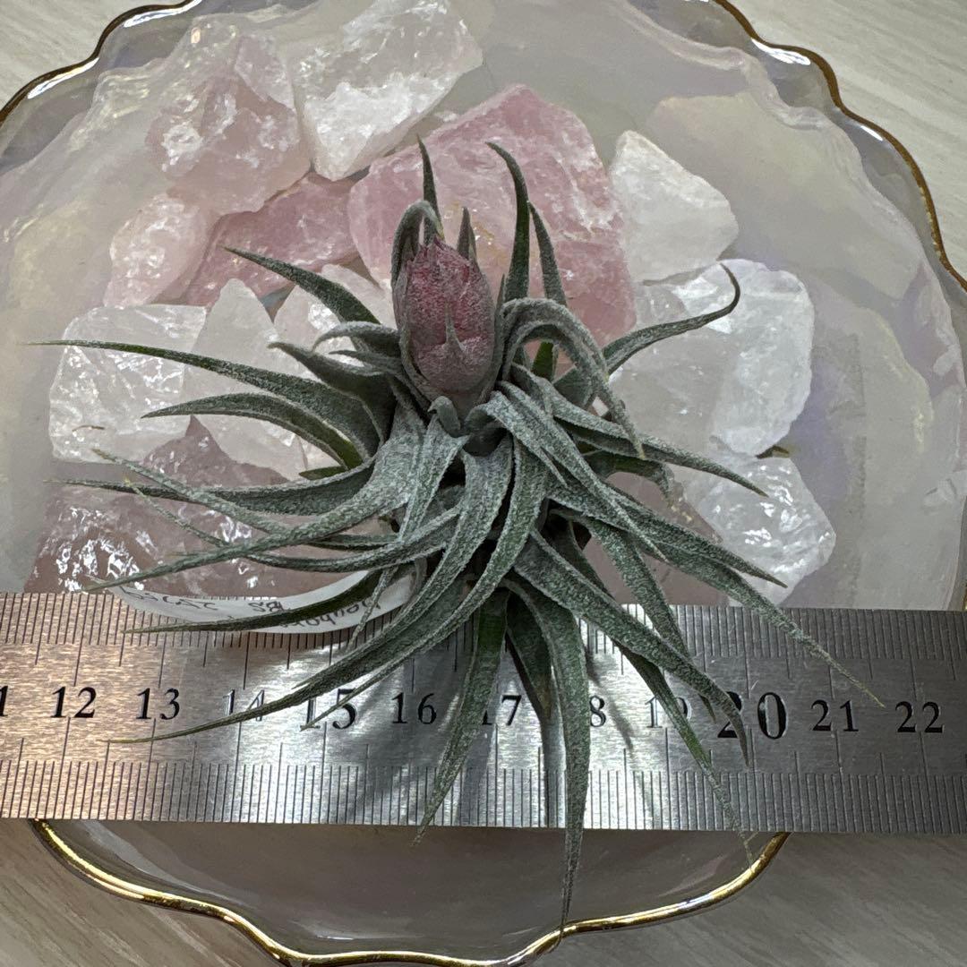 ブロメリア・エアープランツ Tillandsia heubergeri
