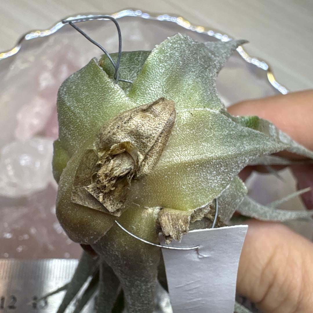 ブロメリア・エアープランツ Tillandsia heubergeri