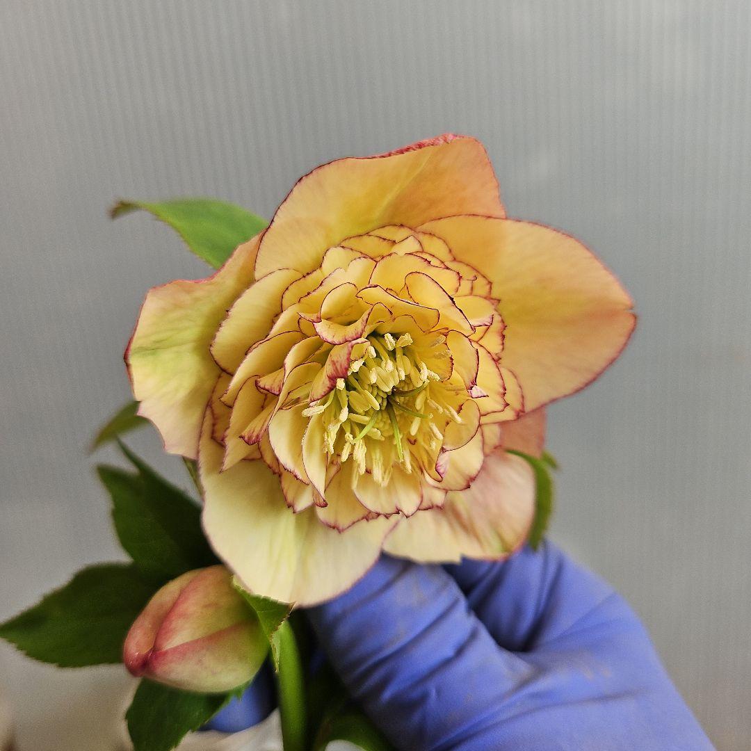 ㉖-284クリスマスローズ