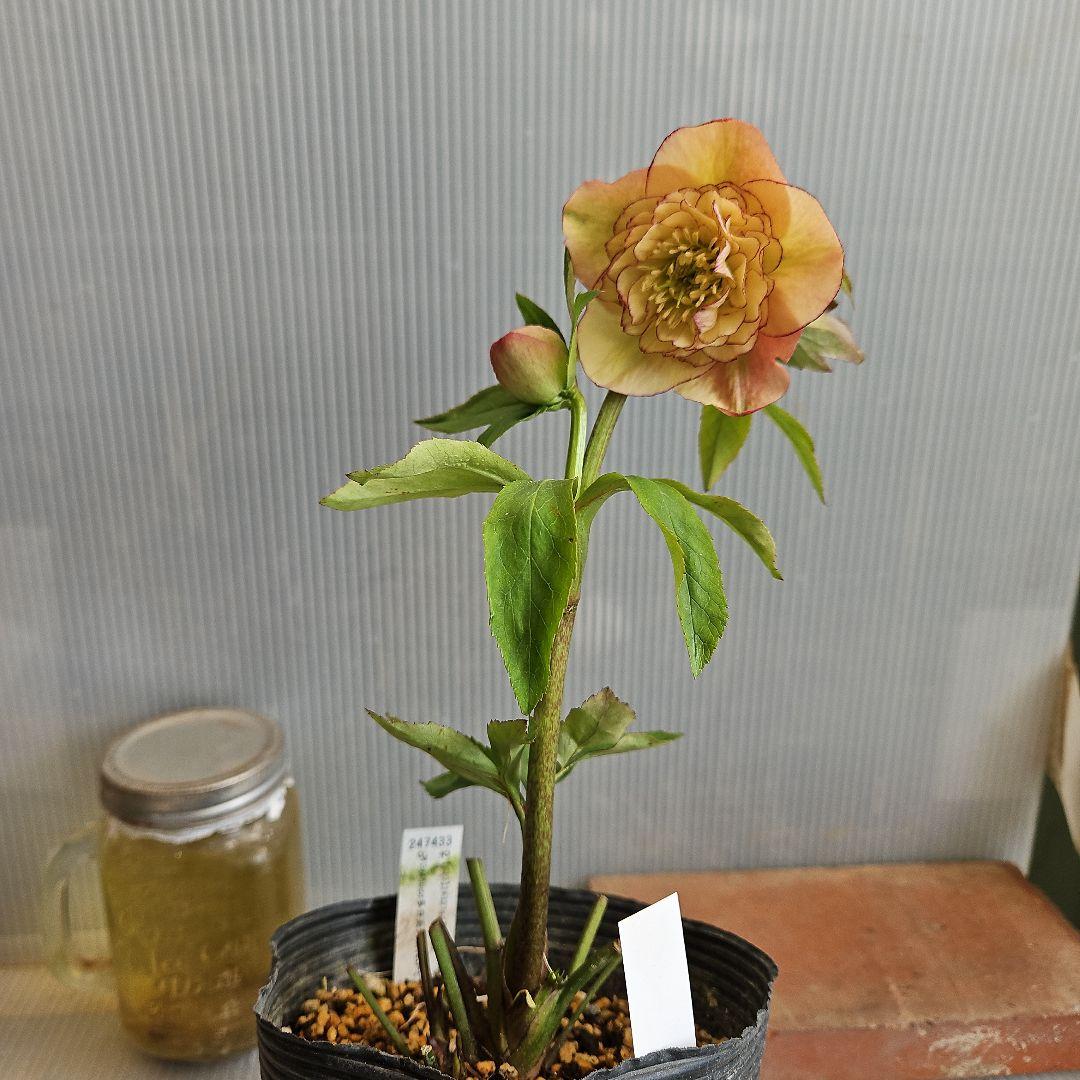 ㉖-284クリスマスローズ