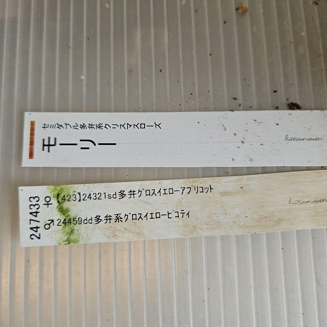 ㉖-284クリスマスローズ