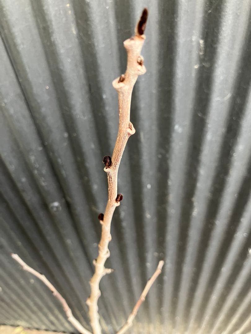 接木　ポポー　マンゴー　苗木