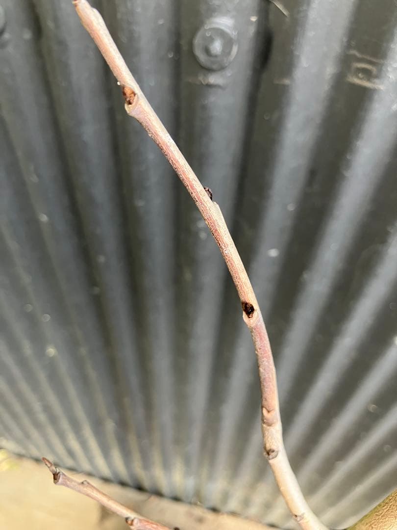 接木　ポポー　マンゴー　苗木