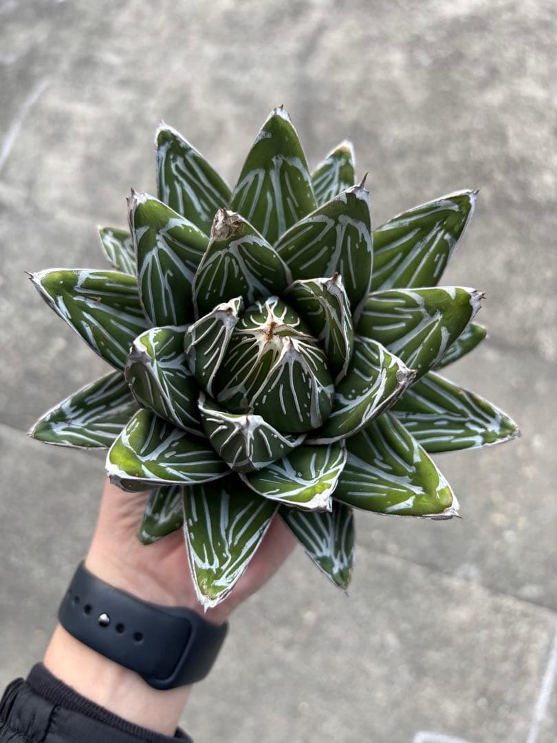 アガベ　笹の雪　子株12個販売　極上株