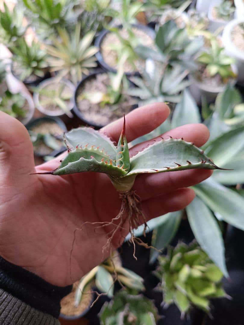 アガベ　コロラータ白覆輪　斑入り　パリー　オバティフォリア　パラサナ